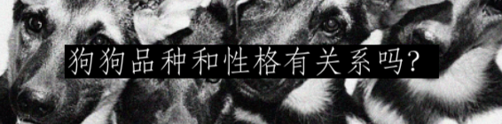 为什么狗会把脑袋歪向一边? 崇真艺客