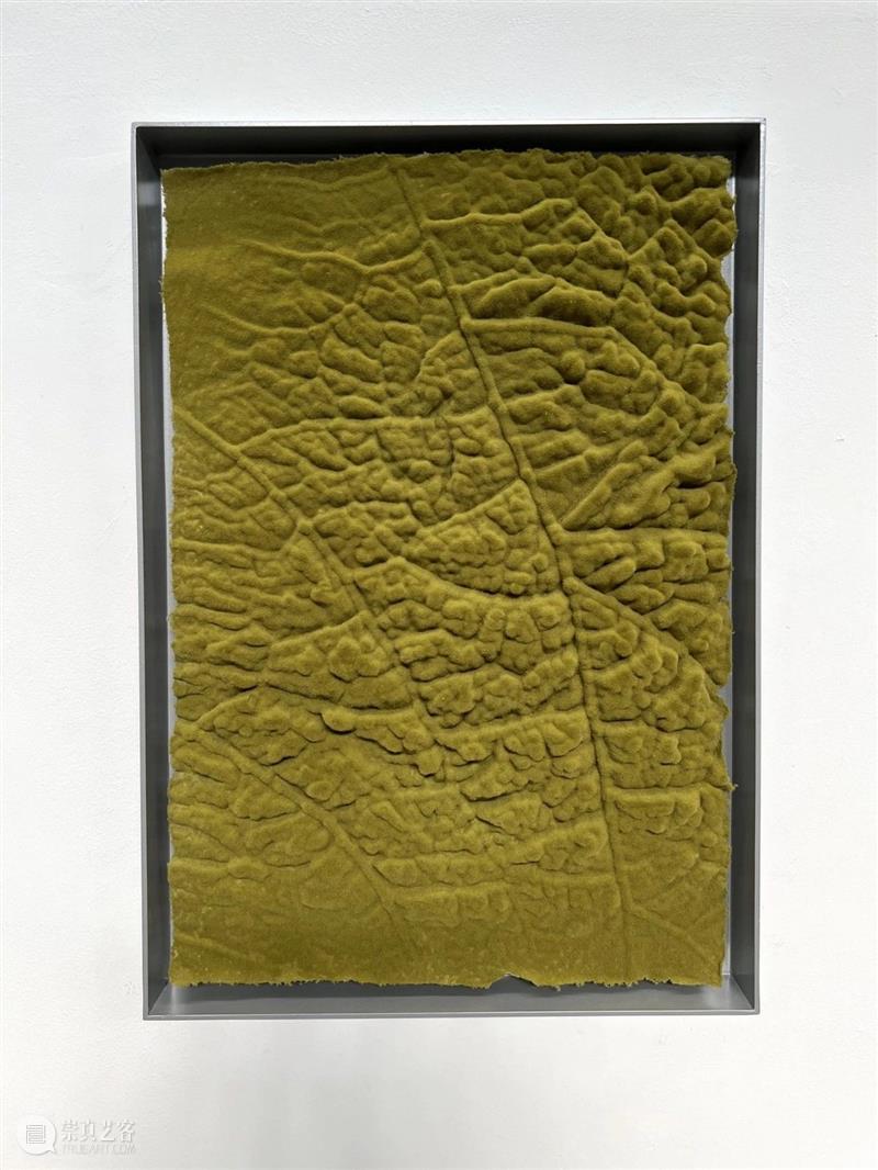 常青巴黎 | 正在呈现艺术家劳瑞斯·切克尼个展「我花园里的种子飞往其他国度」，诗意美学与严谨科学相辅相成，揭示自然灵魂的鲜活画卷 崇真艺客