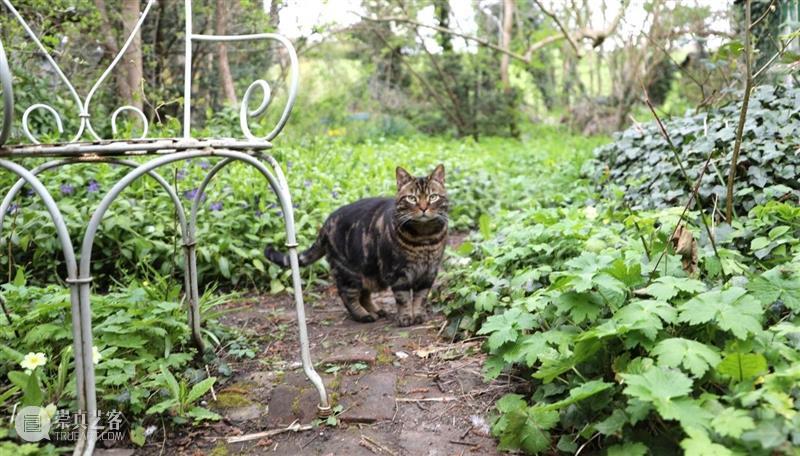 《巴黎评论》｜上下颠倒的阅读：与罗斯·怀利（Rose Wylie）的对谈 崇真艺客