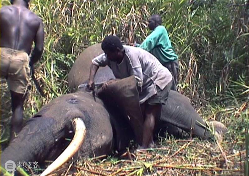 出生就没有象牙的大象，他们到底经历了怎样的恐惧和创伤？ 崇真艺客