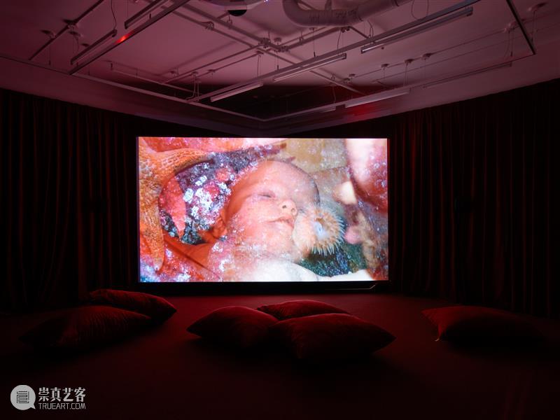 正在展出 | 里森纽约 | 劳瑞·普罗沃斯特 (Laure Prouvost) 个展 崇真艺客