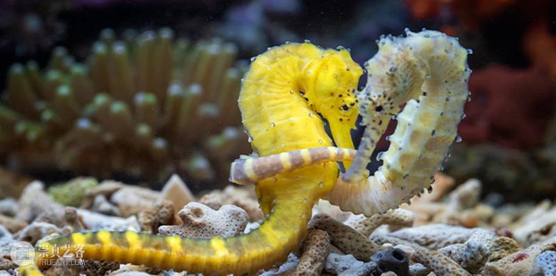 浪与忠诚：海马神秘的爱情故事 崇真艺客