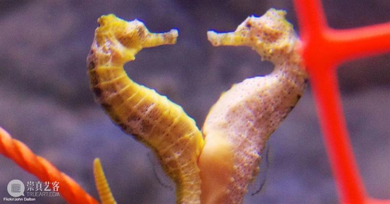 浪与忠诚：海马神秘的爱情故事 崇真艺客