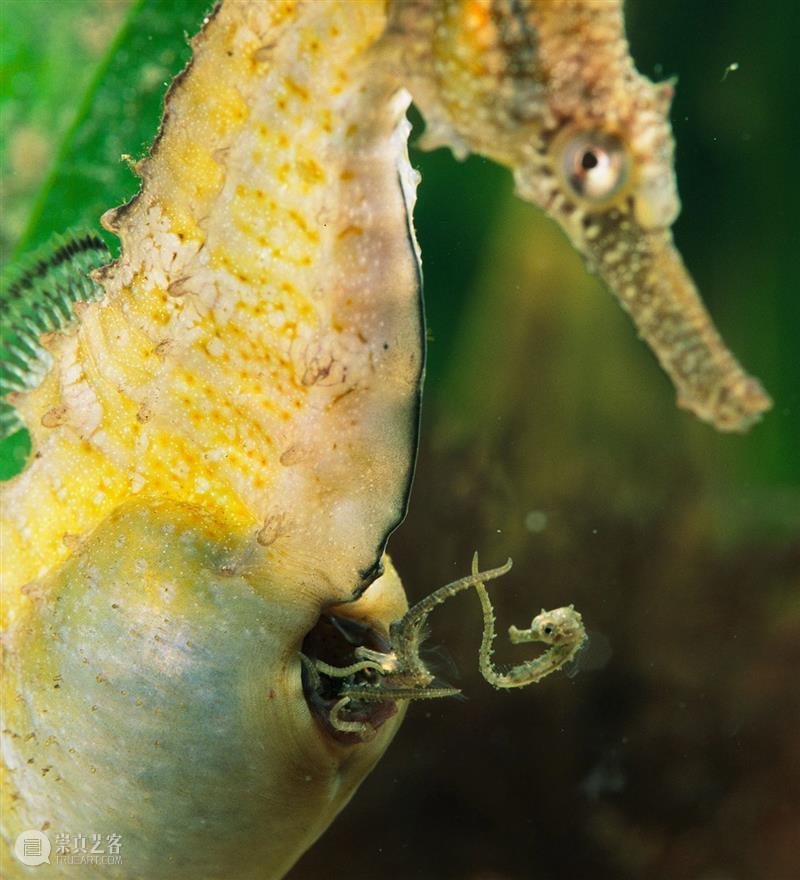 浪与忠诚：海马神秘的爱情故事 崇真艺客