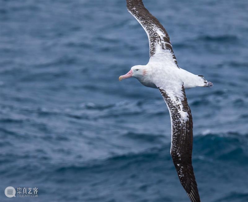 浪与忠诚：海马神秘的爱情故事 崇真艺客