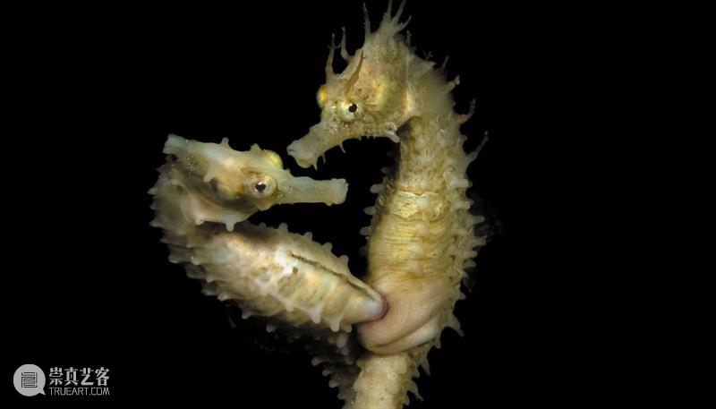 浪与忠诚：海马神秘的爱情故事 崇真艺客