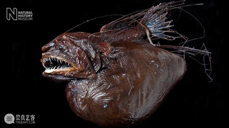 浪与忠诚：海马神秘的爱情故事 崇真艺客