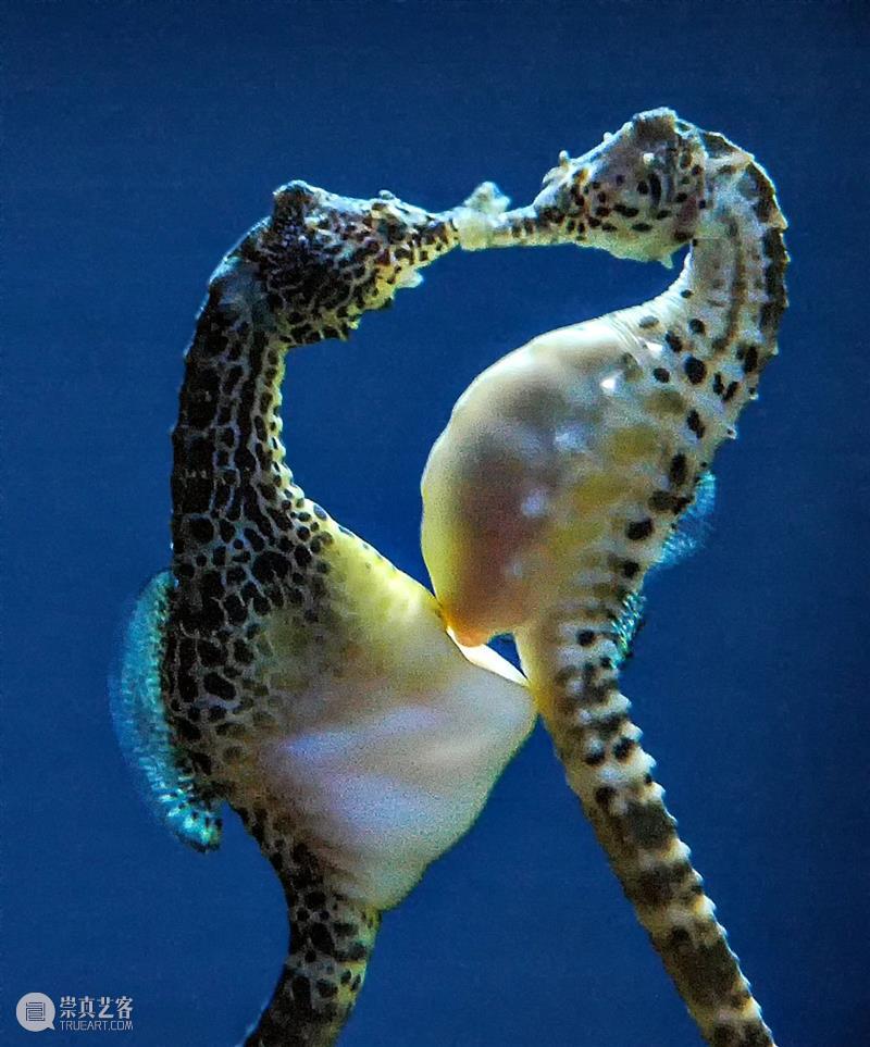 浪与忠诚：海马神秘的爱情故事 崇真艺客