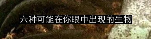 浪与忠诚：海马神秘的爱情故事 崇真艺客