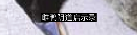 浪与忠诚：海马神秘的爱情故事 崇真艺客