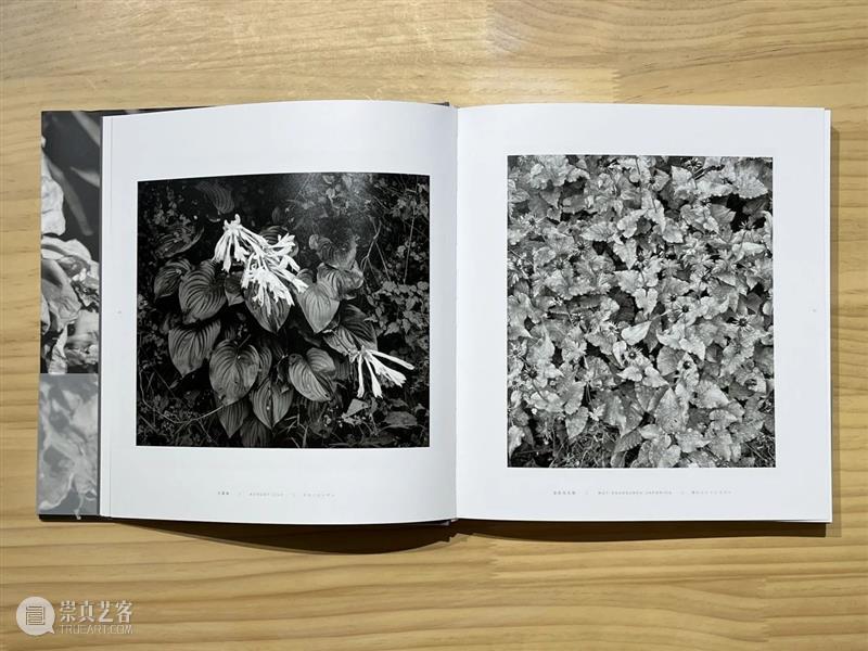 【沙龙】《付羽：银盐写生》摄影书分享与原作鉴赏｜北京 崇真艺客