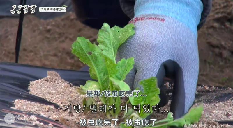 综艺之神回归，这新出真人秀一集笑得我大崩溃 崇真艺客