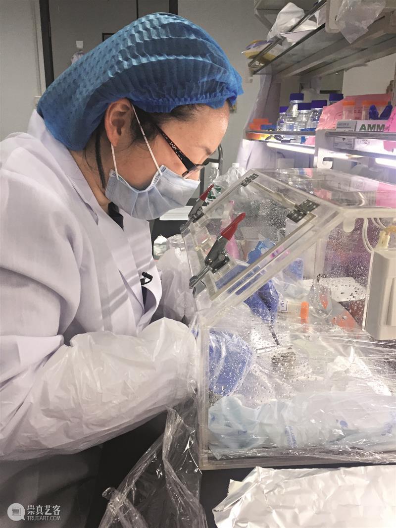 雪豹,最沙雕的猫科动物? 崇真艺客