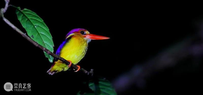 AM 讲座 | 夜探婆罗洲——热带雨林夜行动物的多样性 崇真艺客
