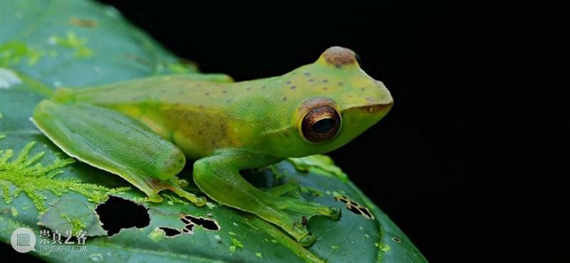 AM 讲座 | 夜探婆罗洲——热带雨林夜行动物的多样性 崇真艺客