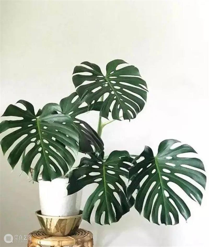 为什么美术馆里少见鲜花绿植? 崇真艺客