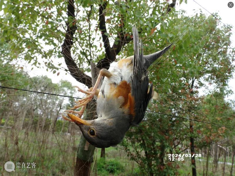 AM 讲座｜【博物自然】观自然风物，护郊野生趣：上海志愿者参与反偷猎巡视活动拾零 崇真艺客
