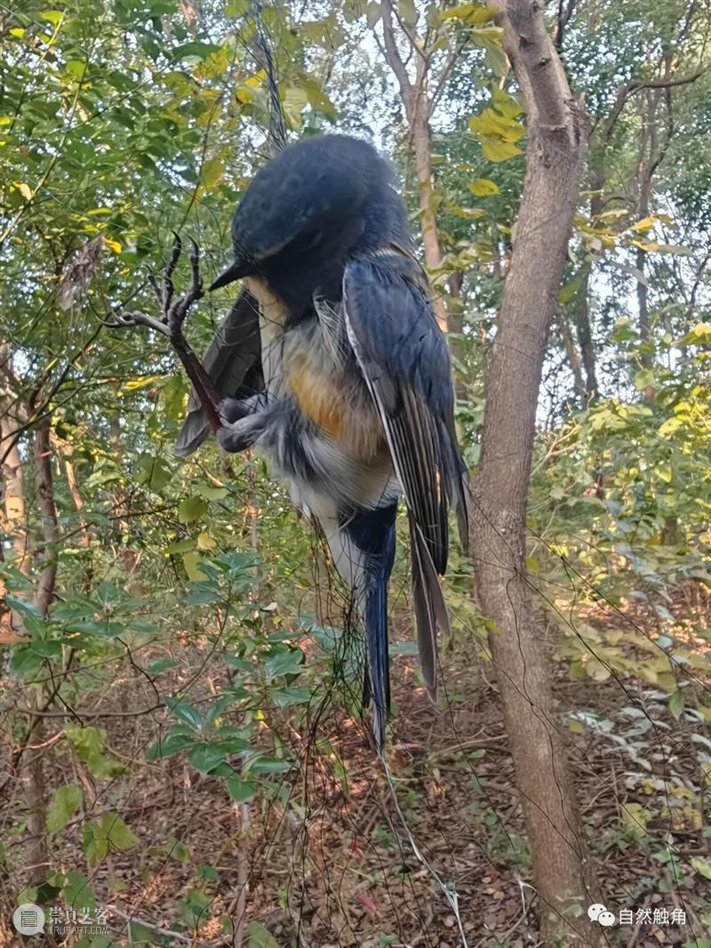 AM 讲座｜【博物自然】观自然风物，护郊野生趣：上海志愿者参与反偷猎巡视活动拾零 崇真艺客