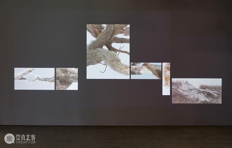 「松」展览｜化身：自我意识的化身即是纪念碑。 崇真艺客
