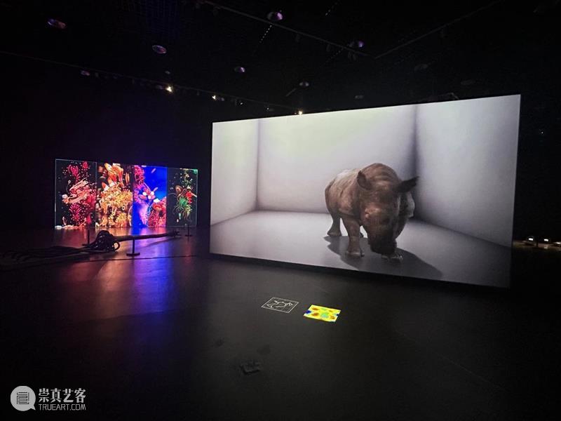 走进双年展丨对话策展人 邢丹  新疆美术馆 崇真艺客