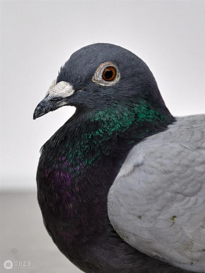 漂浮的迷宫 | 胡昀：远山 崇真艺客