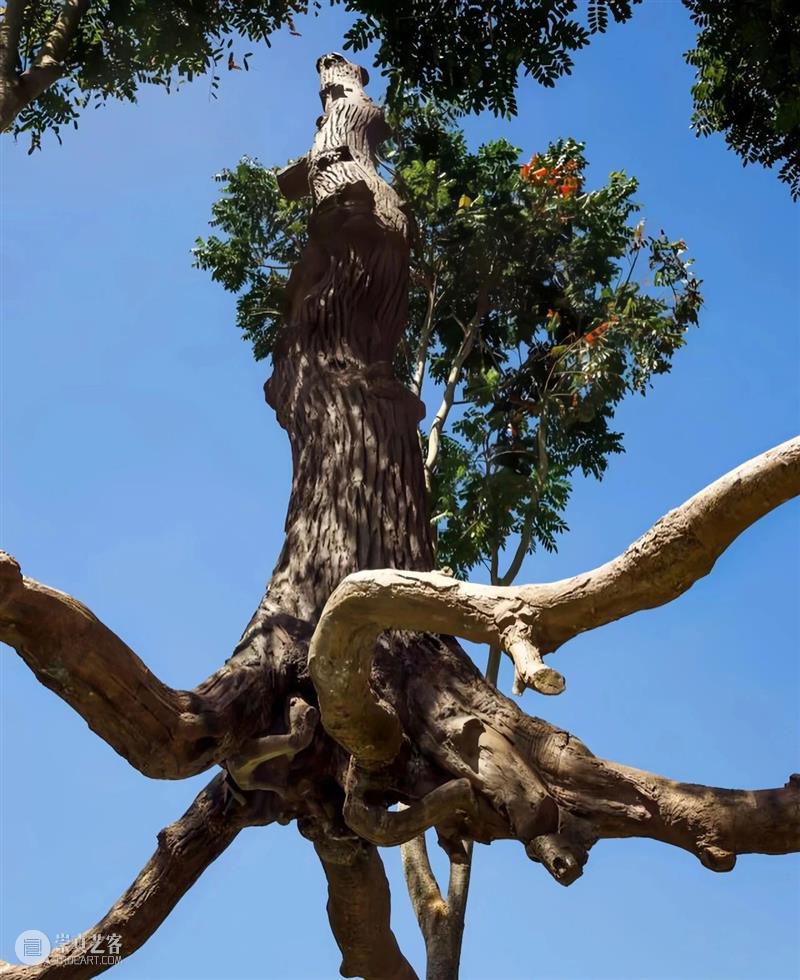 【IFA-艺术赏析】Giuseppe Penone | 抚摸自然，生命流转 崇真艺客