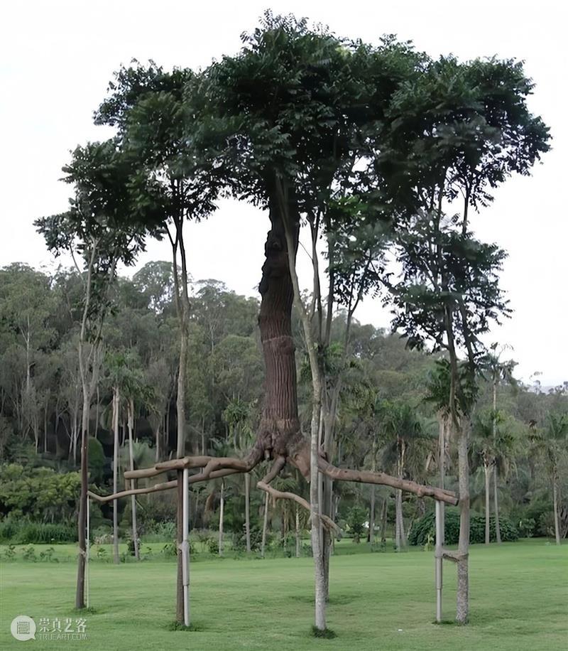 【IFA-艺术赏析】Giuseppe Penone | 抚摸自然，生命流转 崇真艺客
