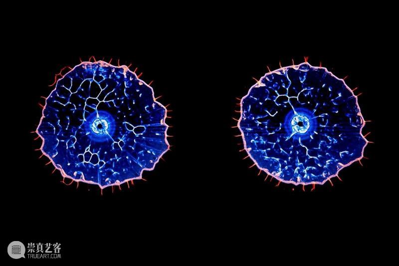 HOW AI+数字艺术年|「未来生命档案」正式开幕,策展人视角揭秘展览 崇真艺客