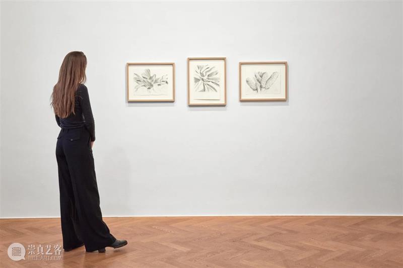 Ropac 萨尔茨堡展览｜亚历克斯·卡茨（Alex Katz）：花卉日记 崇真艺客