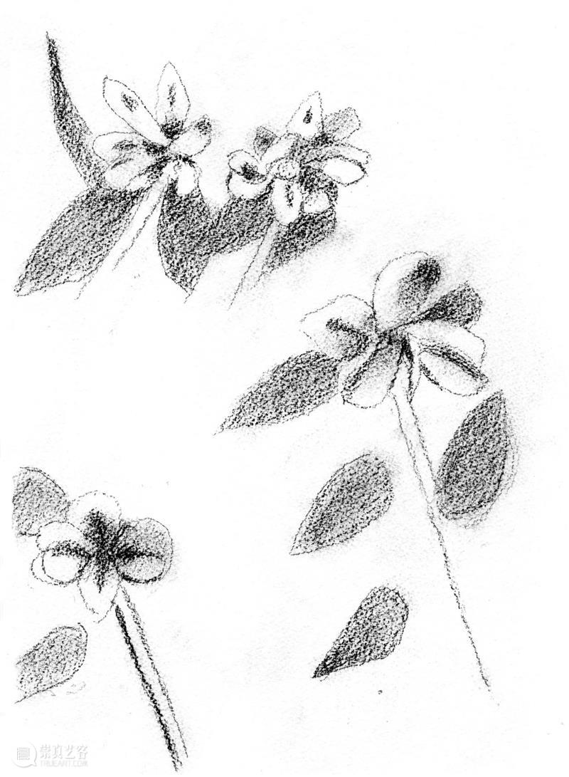 Ropac 萨尔茨堡展览｜亚历克斯·卡茨（Alex Katz）：花卉日记 崇真艺客