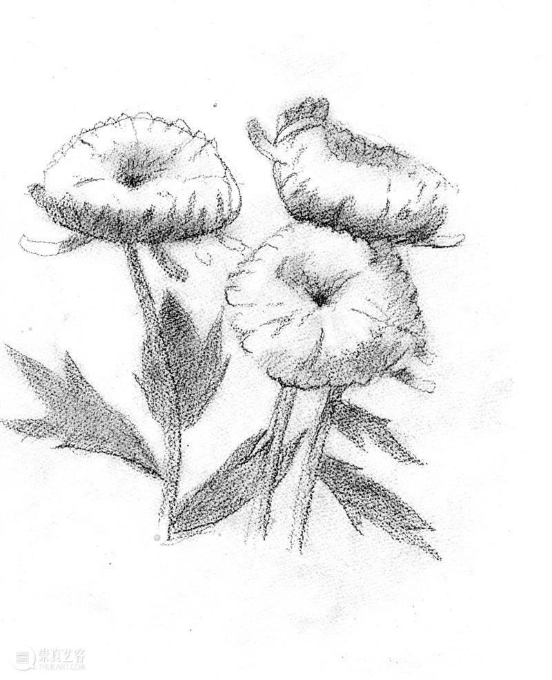 Ropac 萨尔茨堡展览｜亚历克斯·卡茨（Alex Katz）：花卉日记 崇真艺客