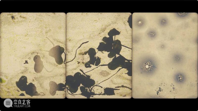 三个单元｜艺术家工作坊：周颂凯“影像蒙太奇与胶片实验动画” 崇真艺客