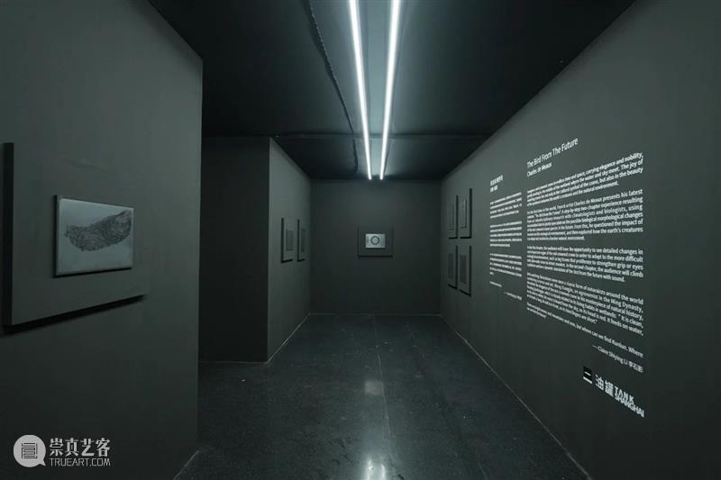 TANK展览|《来自未来的鸟》文章——李石影撰稿 崇真艺客