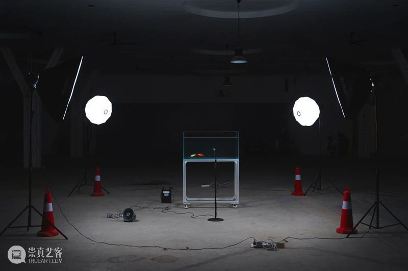 HOW 展览|跟随策展人走进「后窗·寓言」展览倒计时6天 崇真艺客