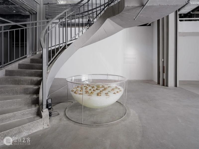 “胞间连丝”展览现场 | 香格纳西岸中环 崇真艺客