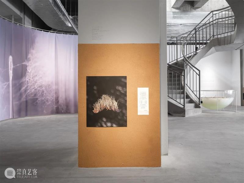 “胞间连丝”展览现场 | 香格纳西岸中环 崇真艺客