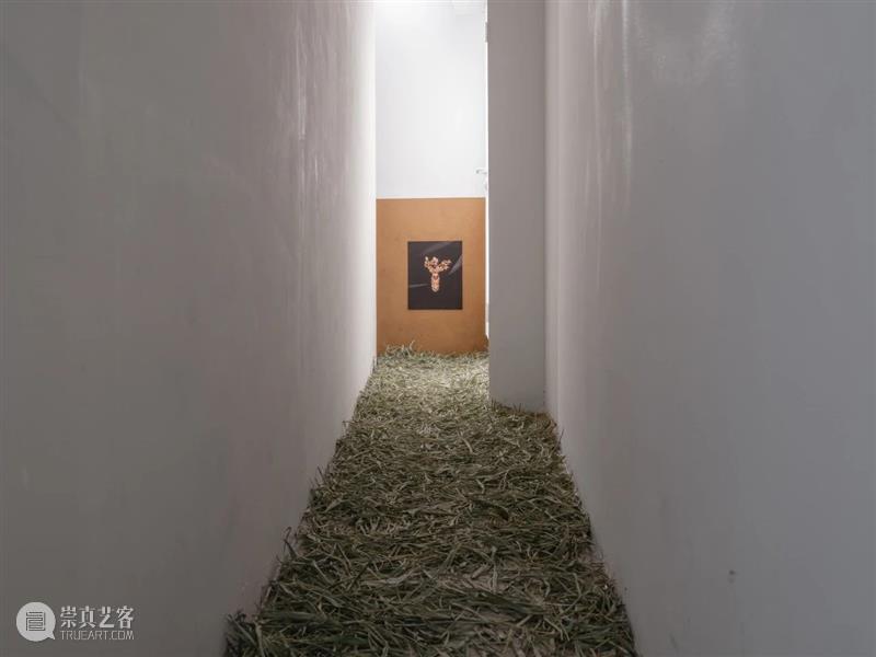 “胞间连丝”展览现场 | 香格纳西岸中环 崇真艺客