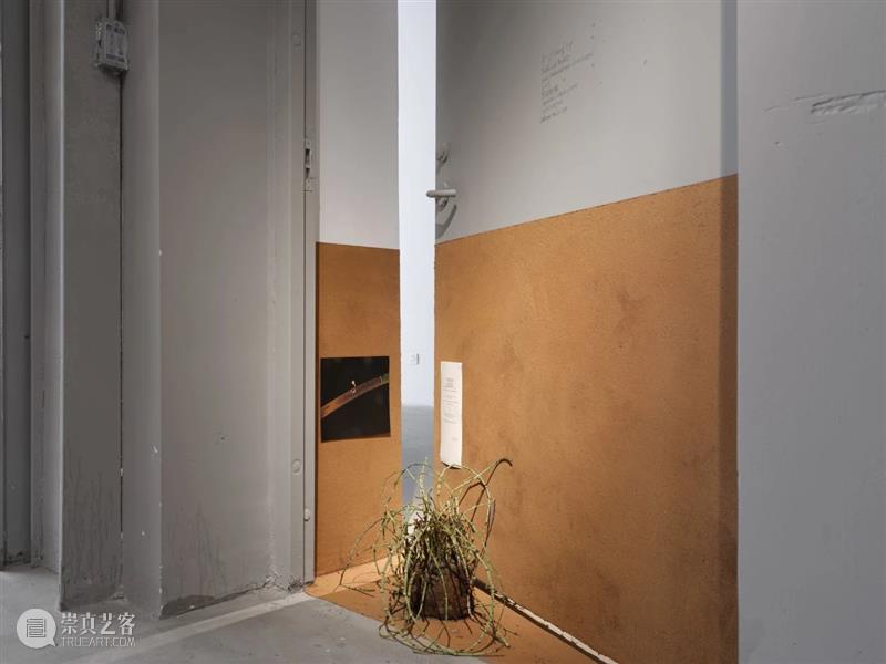 “胞间连丝”展览现场 | 香格纳西岸中环 崇真艺客
