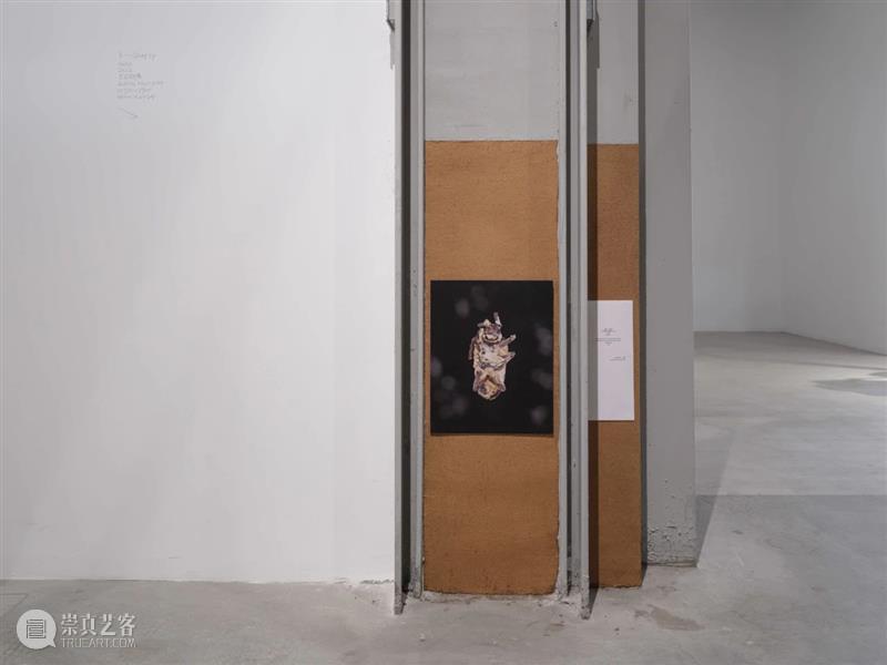 “胞间连丝”展览现场 | 香格纳西岸中环 崇真艺客