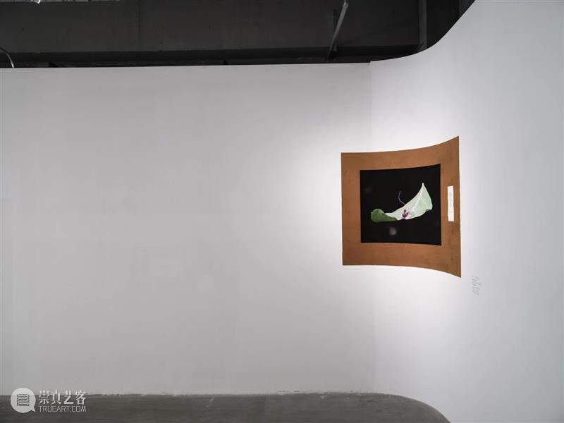 “胞间连丝”展览现场 | 香格纳西岸中环 崇真艺客
