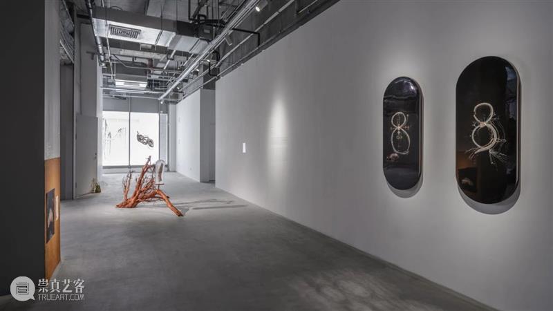 “胞间连丝”展览现场 | 香格纳西岸中环 崇真艺客