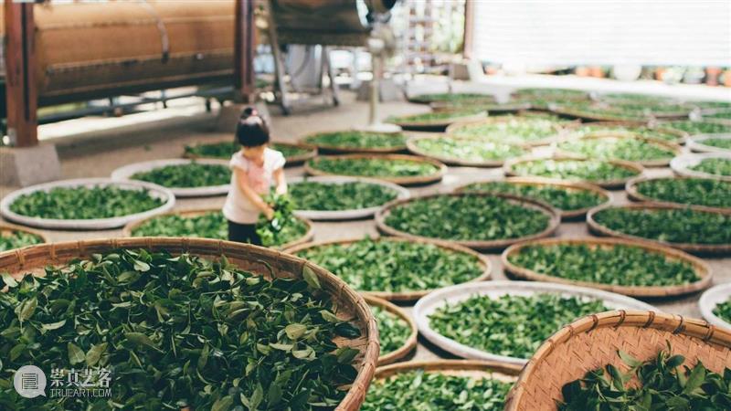 A2M KIDS  |【小小茶艺师】第四堂：茶具好朋友：品茶具之美，学茶具之德 崇真艺客