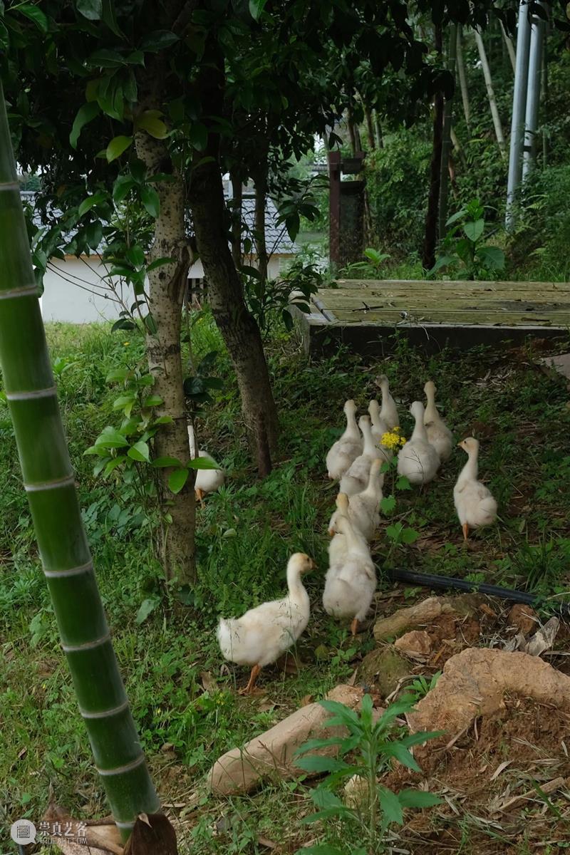 小小怀念下刚刚过去的春天 崇真艺客