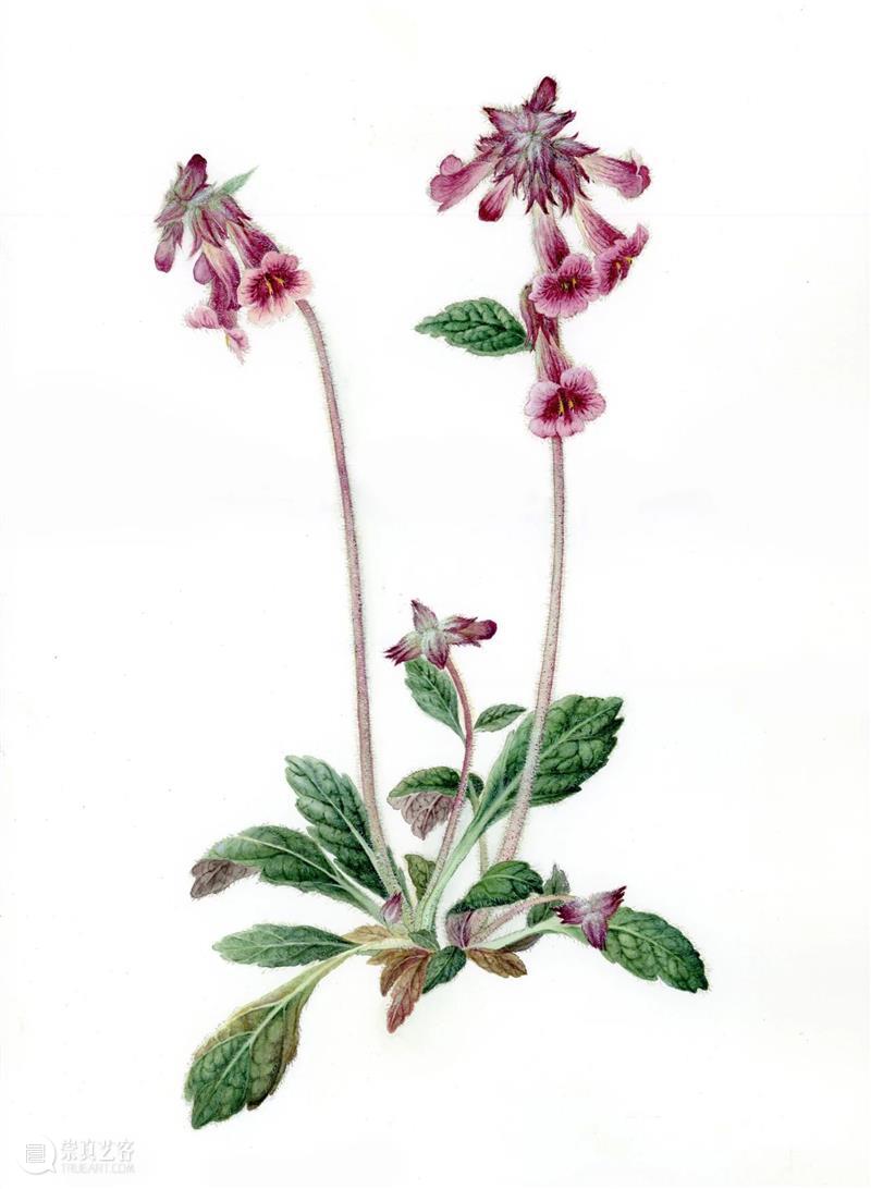 展览预告 | 双面镜——植物的艺术之美与科学之真 崇真艺客