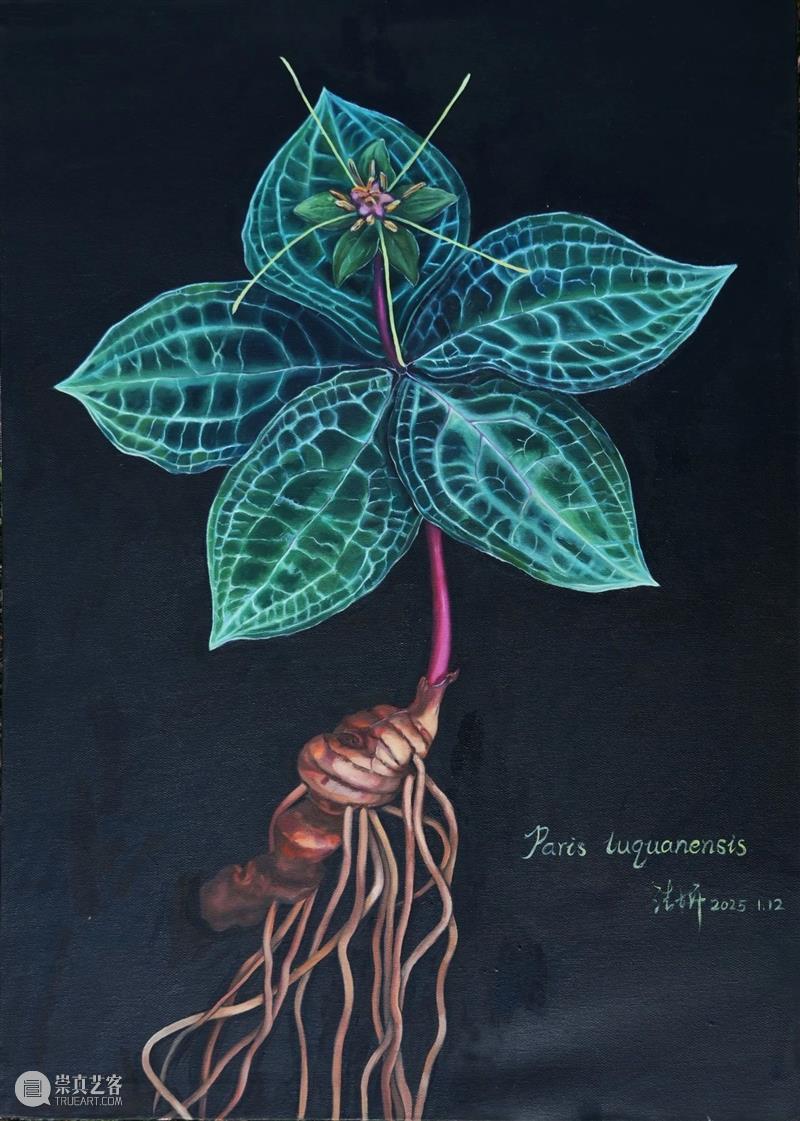 展览预告 | 双面镜——植物的艺术之美与科学之真 崇真艺客