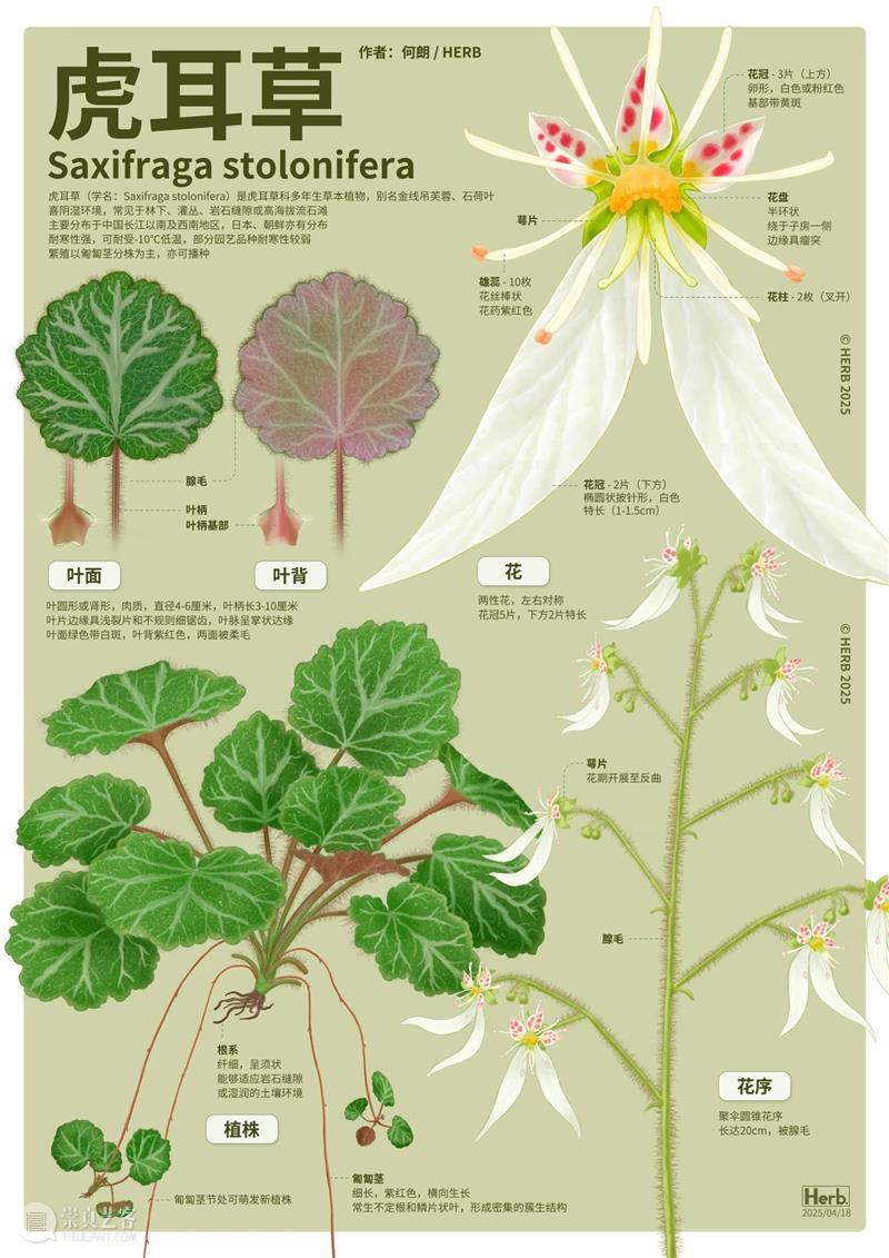 展览预告 | 双面镜——植物的艺术之美与科学之真 崇真艺客