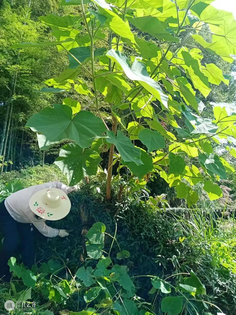一年过半,夏悦通讯 崇真艺客
