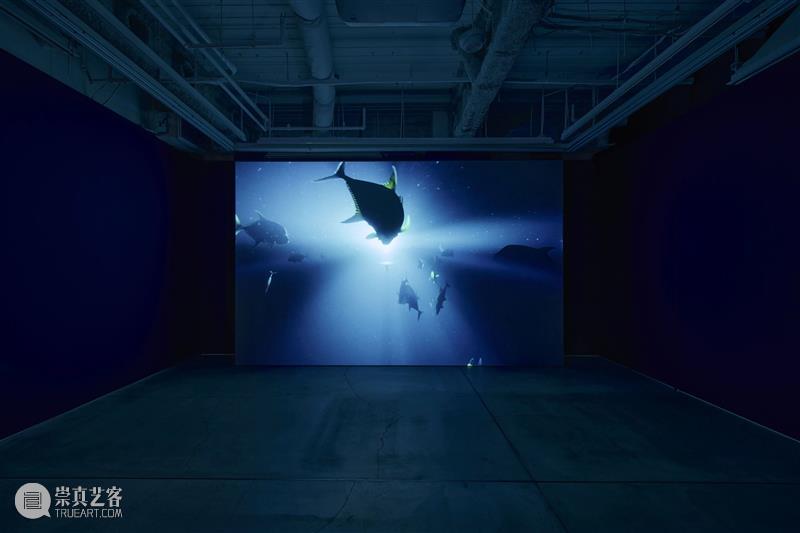 贝浩登东京｜潜入朱利安·夏西埃赫：“午夜地带”的深海遐想 崇真艺客