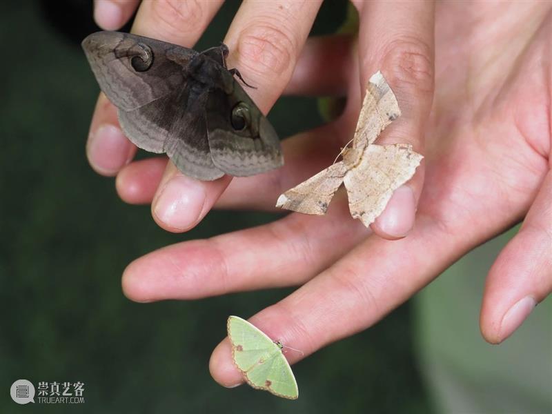 如何温柔地看见自然|“江·瀫”钱塘江爬虫影像考察纪实 崇真艺客