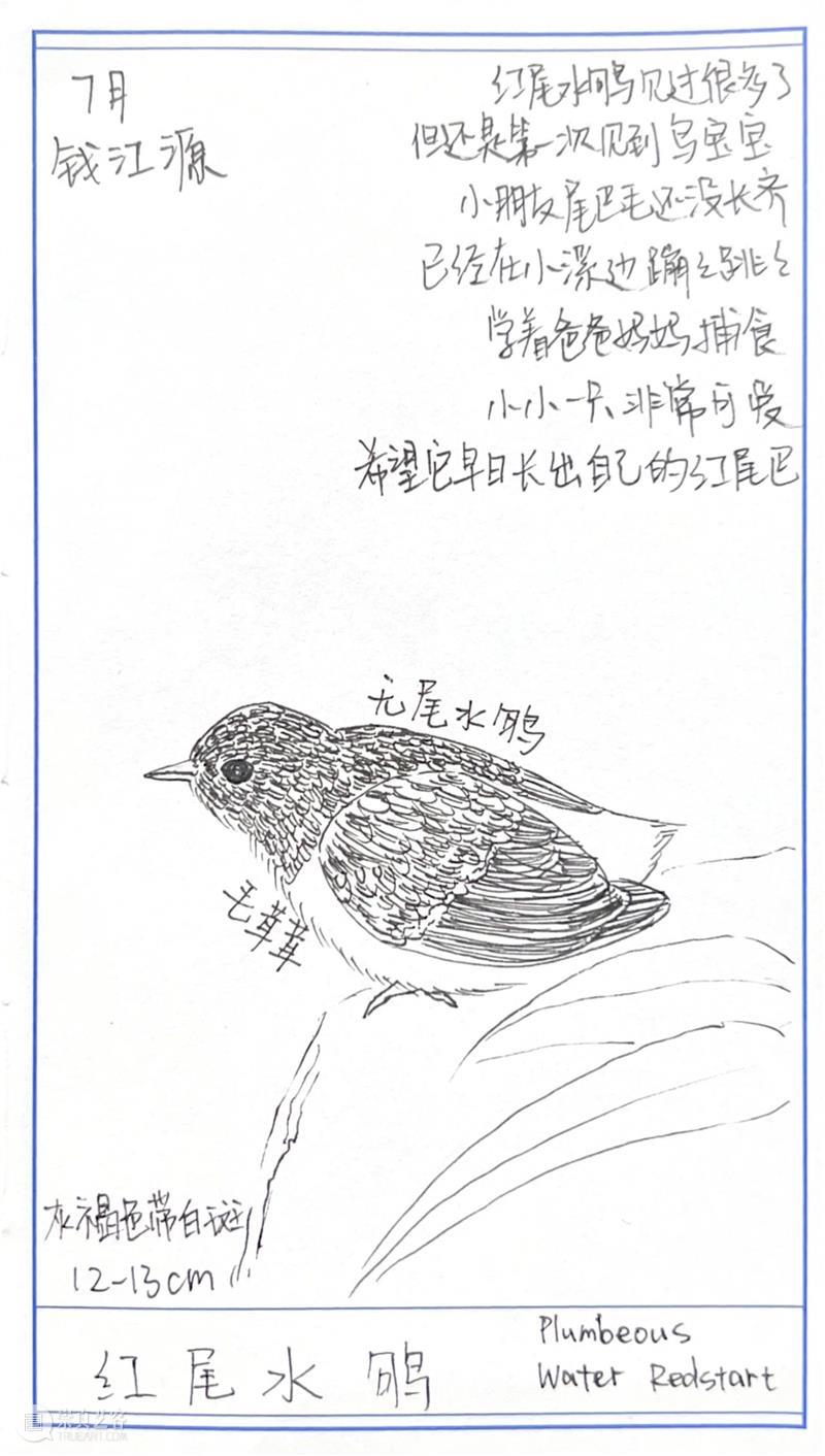 如何温柔地看见自然|“江·瀫”钱塘江爬虫影像考察纪实 崇真艺客